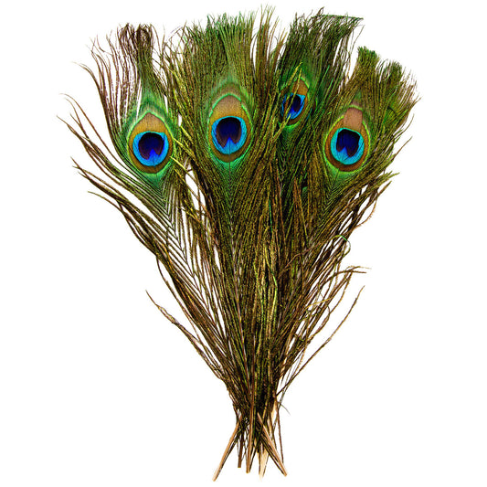 Peacock Feathers
