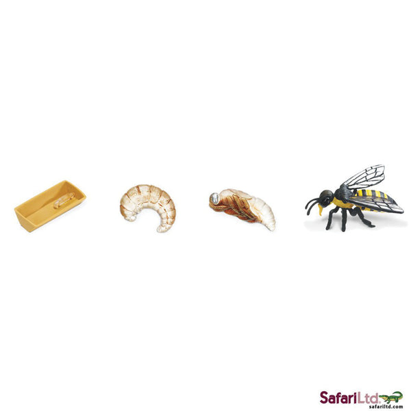 Honey Bee Life Cycle Set