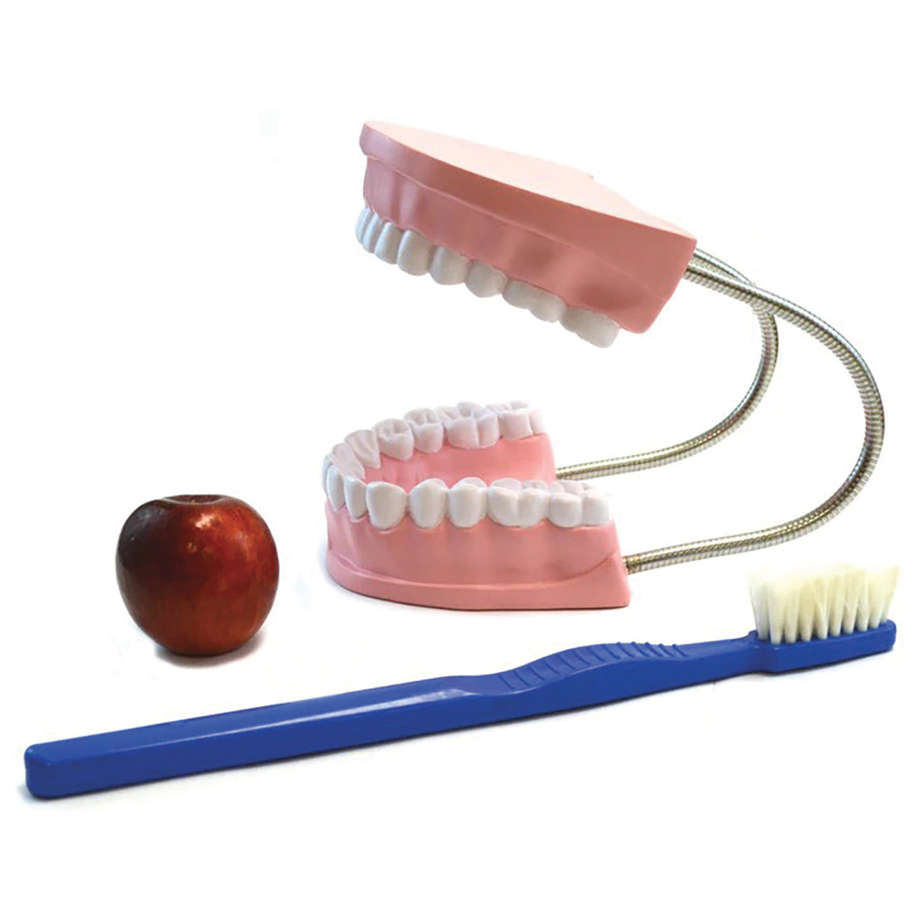 Giant Teeth and Toothbrush Model