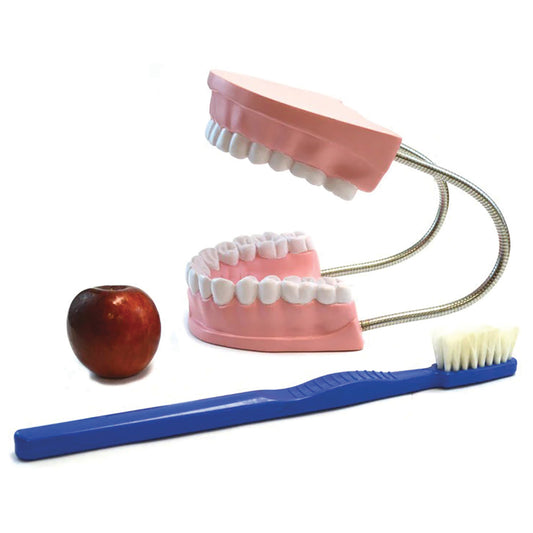 Giant Teeth and Toothbrush Model
