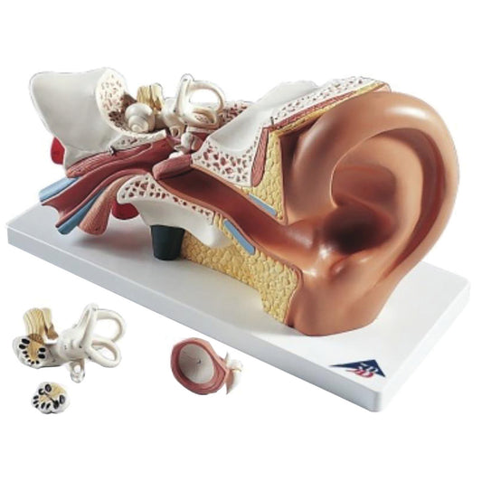 4 Part Ear Model