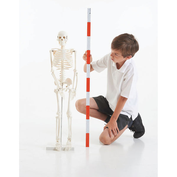 Desk Top Skeleton Anatomical Model