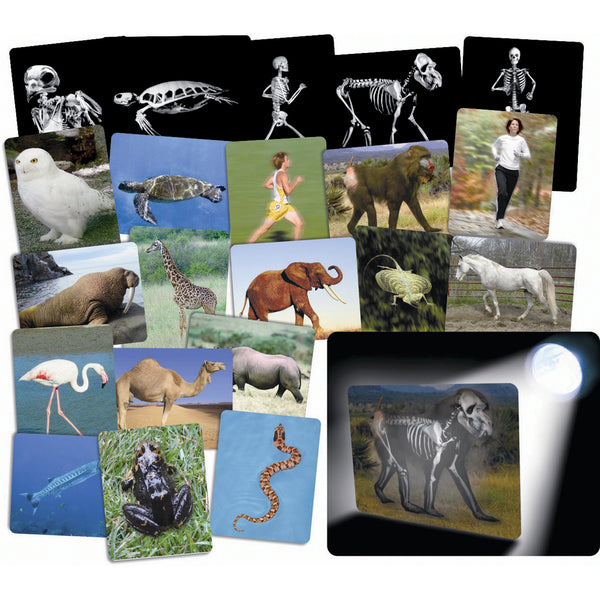 What is Inside Animals X-Ray Cards