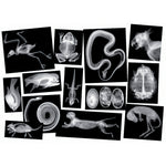 Animal X-Ray Cards