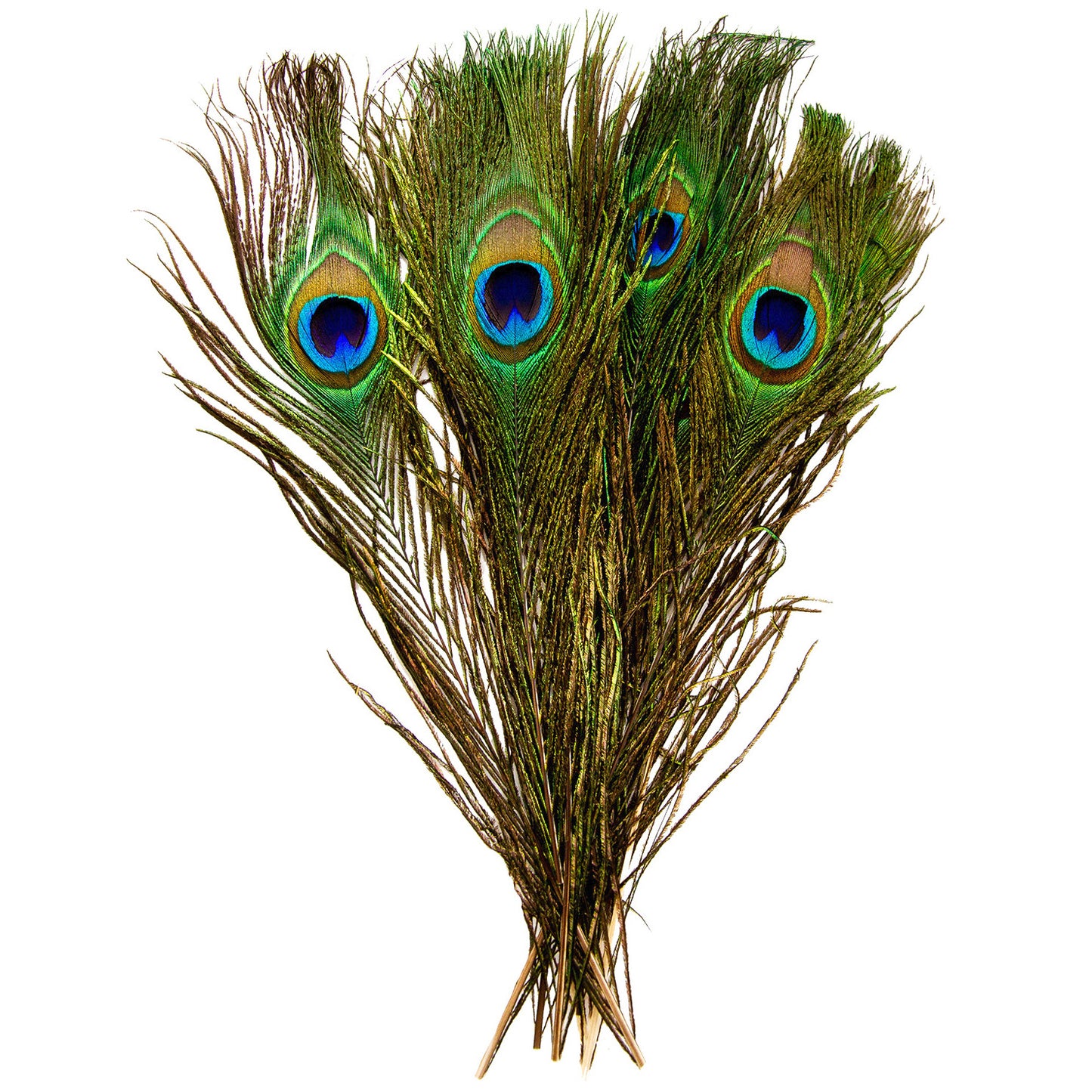 Peacock Feathers