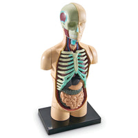 Anatomy Human Body Model