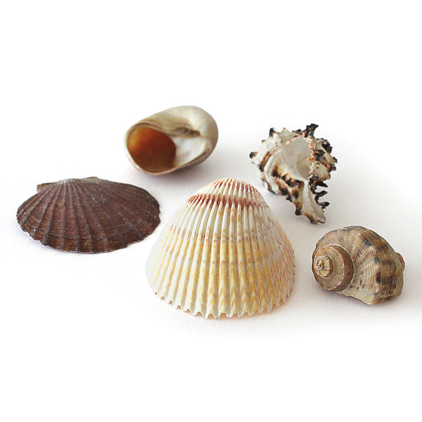 Giant Exotic Shells