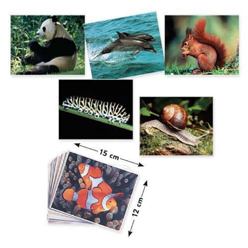 Photo Box - Animals